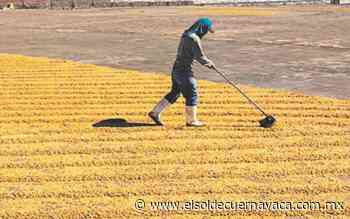 Brasil va a recesión por sequía y carestía - El Sol de Cuernavaca