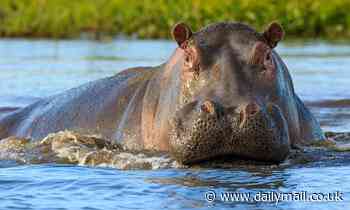 Belgium zoo confirms two hippos test positive for Coronavirus in first recorded case in the species - Daily Mail