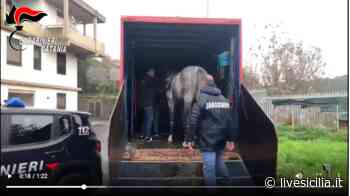 Catania, fermata corsa clandestina di cavalli sull'Etna: 7 denunce VIDEO - Live Sicilia
