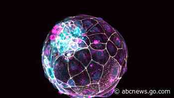 Scientists use stem cells to create models of pre-embryos