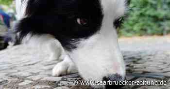 Hund schluckt Köder auf Waldweg: Hundehalter aufgepasst! Mögliche Giftköder im Raum Bexbach - Saarbrücker Zeitung