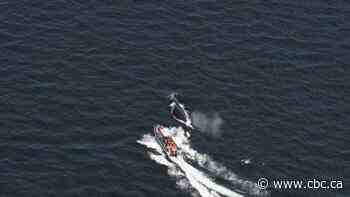 Entangled right whale Snow Cone spotted with calf in U.S. waters