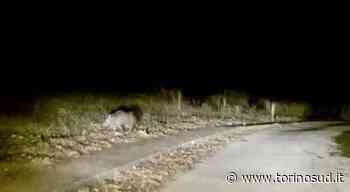 ORBASSANO - Ancora un caso di cinghiale investito e ucciso - TorinoSud