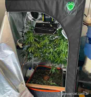 Polícia apreende estufa para cultivo de supermaconha em Timon - O IMPARCIAL