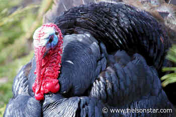 98% of turkeys survived flooding, says B.C. Agriculture Minister - Nelson Star