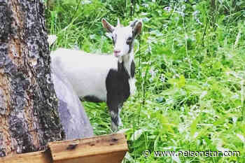 Born to be wild: Goat finds family with herd of deer – Nelson Star - Nelson Star