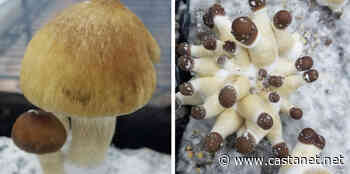 Cannabis producer set to build magic mushroom facility in Osoyoos - Penticton News - Castanet.net