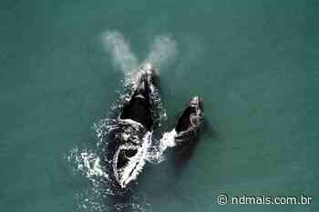 Projeto de Imbituba para salvar baleias vira tema de livro - ND