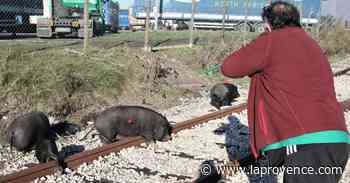 Marignane : les cochons sauvages ont été transférés dans un enclos - La Provence