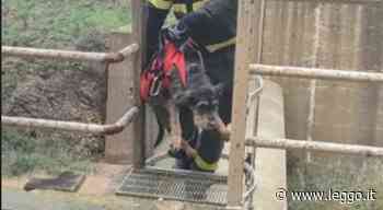 Cane intrappolato nella diga Rosamarina (Palermo): salvato dai vigili del fuoco - Leggo.it