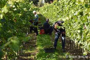 Oud Conynsbergh toont de arbeid achter een glas wijn - Gazet van Antwerpen