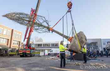 Toen in Almelo: het planten van een enorme boom op het Marktplein trekt veel bekijks - indebuurt