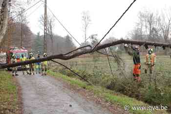 Boom valt op elektriciteitskabel (Sint-Niklaas) - Gazet van Antwerpen Mobile - Gazet van Antwerpen