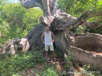 De boom die al 400 jaar toekijkt, en zo wijs is te zwijgen - Volkskrant