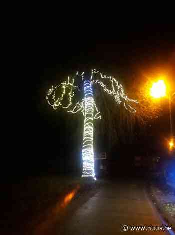 Reusachtige boom met kerstverlichting in Munkzwalm – NUUS - NUUS