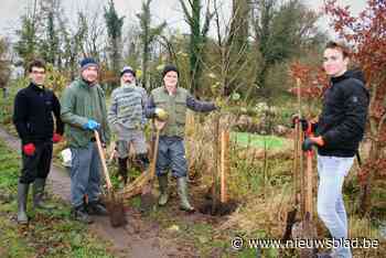 Vrijwilligers behoeden boomsoort van uitsterven: ‘Blauwe van Eksaarde’ herleeft in De Linie