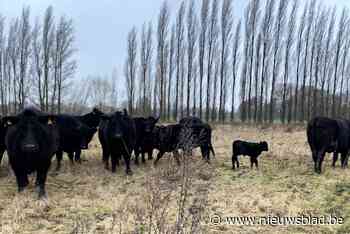 Kalfje niet doodgebeten door wolf