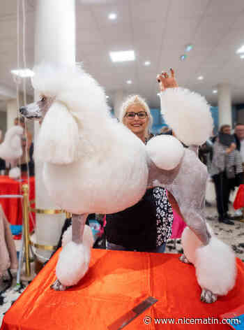 Cette toiletteuse de Saint-Laurent-du-Var enchaîne les récompenses