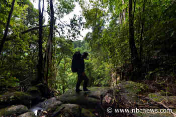 Corporations turn to forest credits in race to go 'carbon-neutral.' But is it 'greenwashing'?