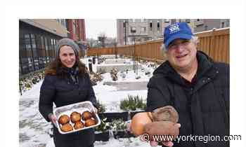 Care for some latkes? New Vaughan community farms spur bartering of up to 1,000 pounds of fresh produce - yorkregion.com