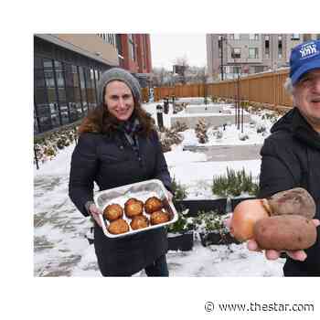 Care for some latkes? New Vaughan community farms spur bartering of up to 1000 pounds of fresh produce - Toronto Star