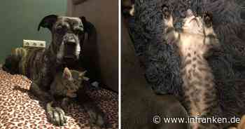 Tierheim Bamberg: Kater "aus erbärmlichen Verhältnissen" gerettet - alle Geschwister verloren