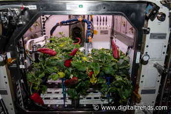 Astronauts on the ISS pick a second peck of chili peppers