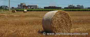 Chute importante de la production de céréales au pays en 2021