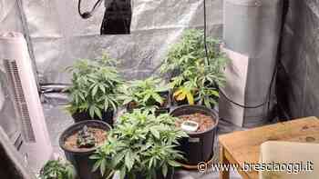 Chiama i soccorsi e viene denunciata per la serra d’erba - Brescia Oggi