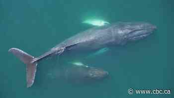 N.B. whale researcher's stunning drone photos are turning heads