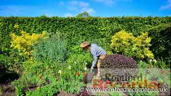 Havering Council to continue use of glyphosate weed killer - Romford Recorder