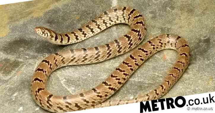 New snake species discovered on amateur photographer’s Instagram