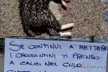 Orrore sui gattini randagi e minacce a chi se ne occupa: la denuncia dei volontari del "Collarino Rosso" - TraniViva
