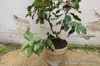 Festa dell'albero alla scuola Baldassarre, piantumato un nuovo esemplare nel giardino dell'istituto - TraniViva