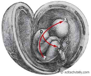The Primitive Streak and Building a Human Body Through Gastrulation