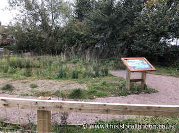 New pond in Kingston attracts visitors- Shannon Barkley-Nakajima (Surbiton High School)