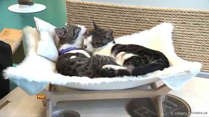 Veterinary volunteers provide free care for low-income Calgarians