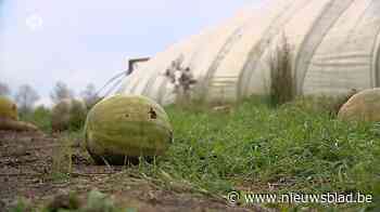Pluktuin in Zwijndrecht raakt niet verkocht door PFOS-vervuiling