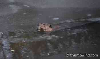 Busy Beavers Lodging At Huron County Nature Center Near Port Austin Michigan - Thumbwind