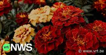 Vic Beetens uit Brakel boos omdat chrysanten op graf vrouw en moeder zijn weggegooid, gemeente erkent fout - VRT NWS