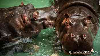 Runny-nosed hippos test positive for Covid-19 in Belgium