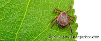 Un antibiotique contre la maladie de Lyme