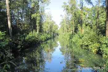 Strijd tegen Amerikaanse vogelkers (Stabroek) - Gazet van Antwerpen Mobile - Gazet van Antwerpen