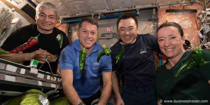 NASA's chile pepper experiment broke 2 world records, including one for feeding the most astronauts from a crop grown on the ISS