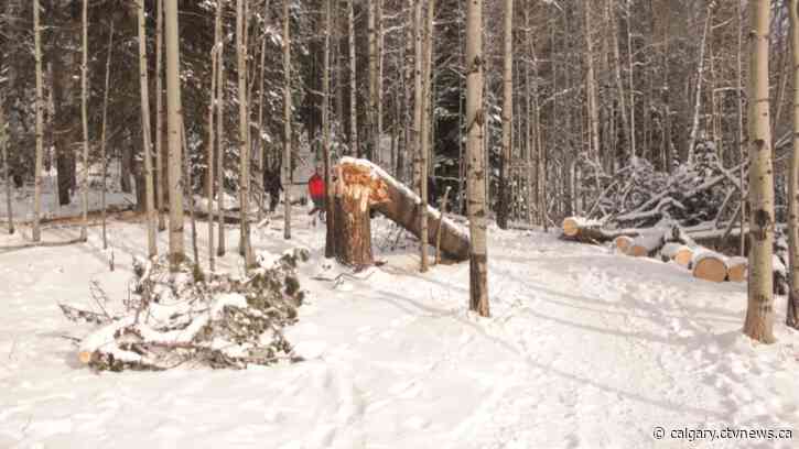 Community group clearing trees felled by storm on Bragg Creek trails