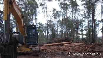 Ending logging in NSW would save millions a year, study finds