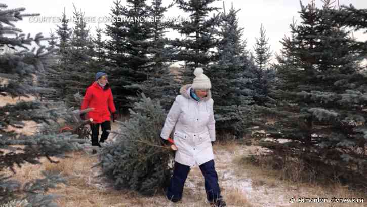 Trees around Red Deer harvested and given out as Christmas trees