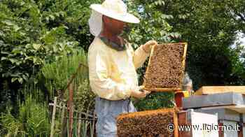 Lecco, popolazione delle api in declino: quattro "stazioni" per salvarle - Il Giorno