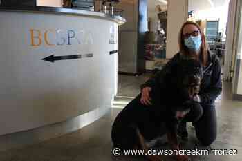 SPCA seeking animal transfer driver, foster homes - Dawson Creek Mirror