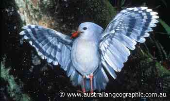 Meet the ghost of the forest: the rare, flightless kagu - Australian Geographic